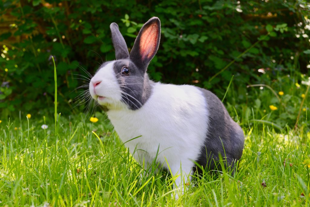 Gray and white rabbit on the grass