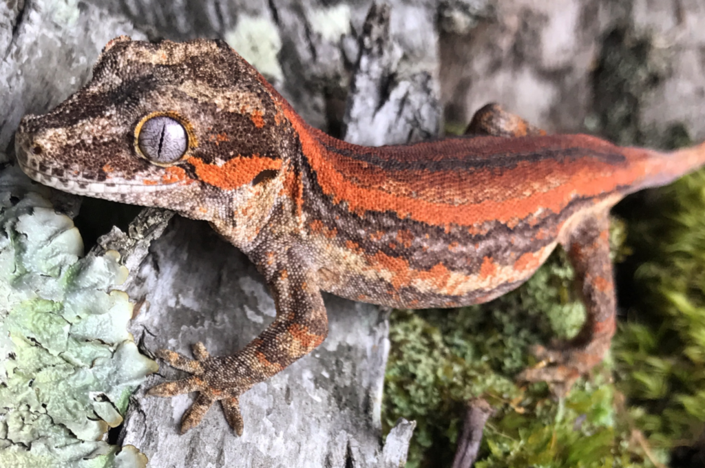 Gargoyle Gecko